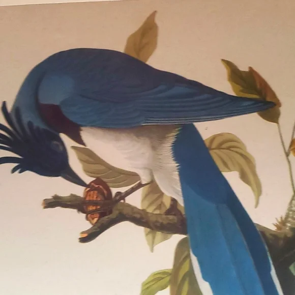 JOHN JAMES AUDUBON (1785-1851) "Columbia Jay, No. 20” Print 1948 - Picture 6 of 11